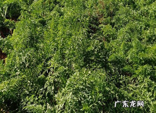 山萝卜长什么样子