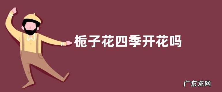 栀子花四季开花吗