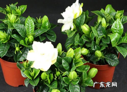 栀子花四季开花吗