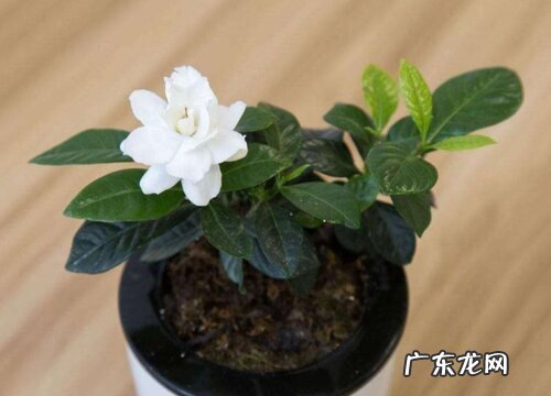 栀子花四季开花吗