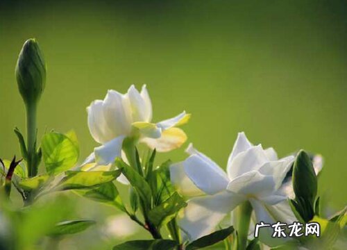 栀子花四季开花吗
