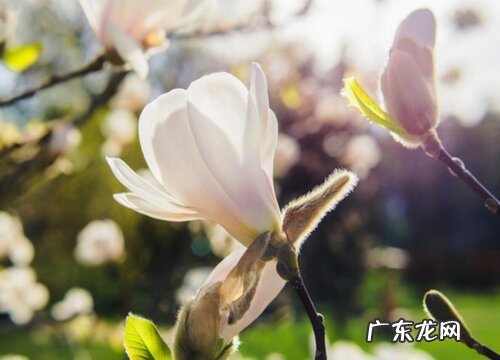 佛山的市花是什么花