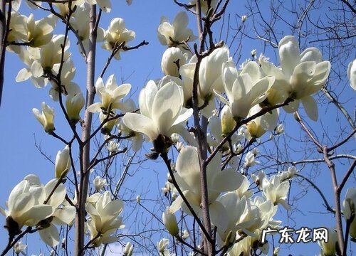 佛山的市花是什么花