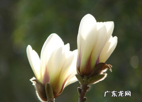 佛山的市花是什么花