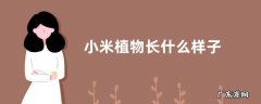 小米植物长什么样子