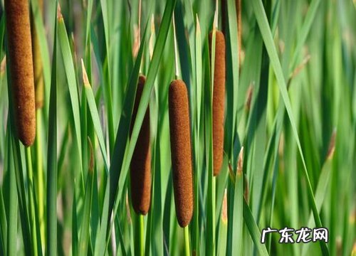 芦苇长什么样子