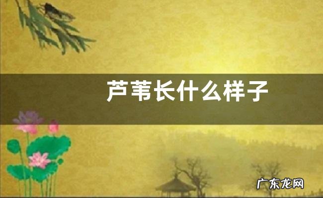 芦苇长什么样子