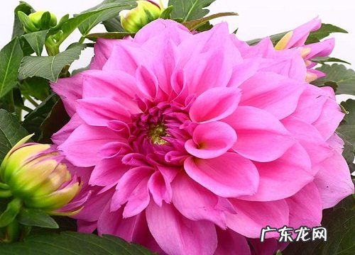 大丽花是哪个国家的国花