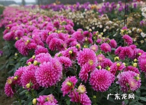 大丽花是哪个国家的国花