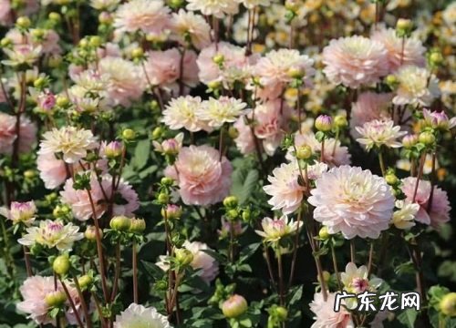 大丽花是哪个国家的国花