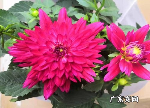 大丽花是哪个国家的国花