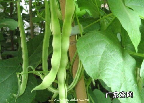 豆角长什么样子