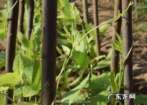 豆角长什么样子