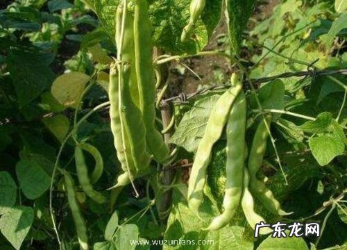 豆角长什么样子