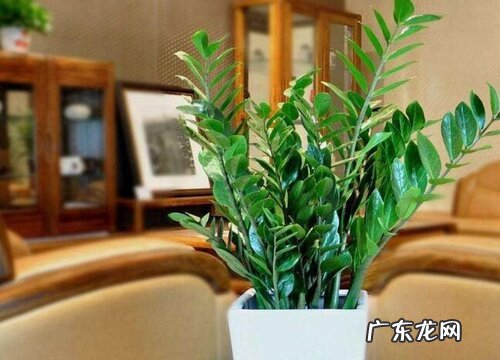 金钱树用什么盆栽好