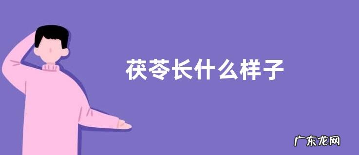 茯苓长什么样子