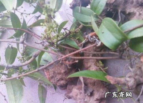 茯苓长什么样子