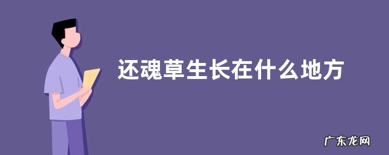 还魂草生长在什么地方