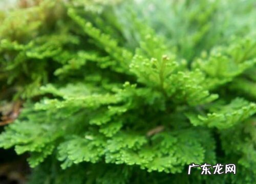 还魂草生长在什么地方