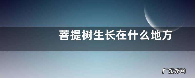 菩提树生长在什么地方