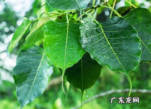 菩提树生长在什么地方