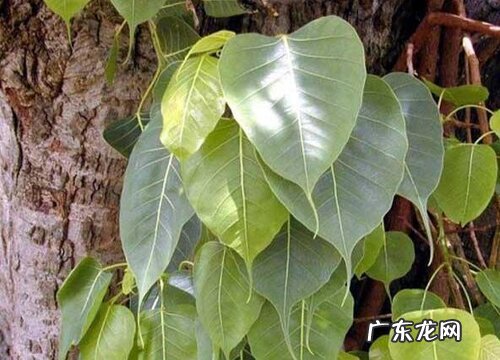 菩提树生长在什么地方