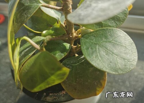 菩提树生长在什么地方