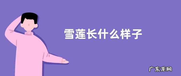 雪莲长什么样子