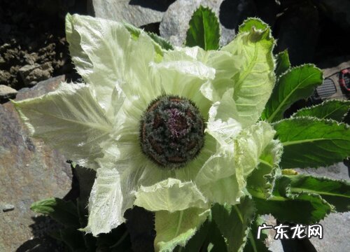 雪莲长什么样子