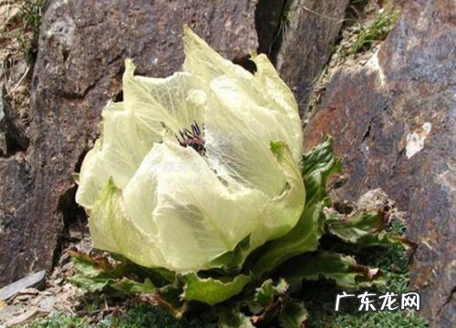 雪莲长什么样子