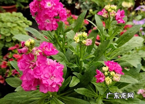 用叶繁殖的植物有哪些