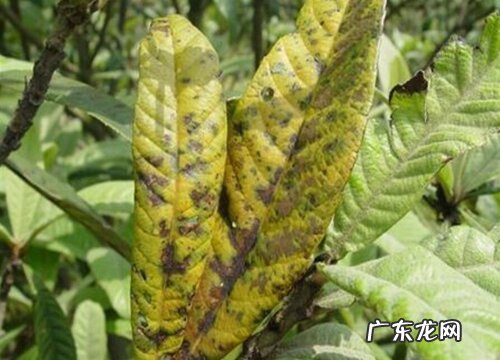 枇杷病虫害防治技术与方法措施