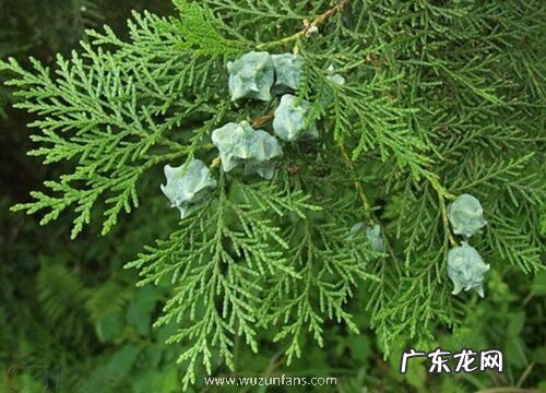 侧柏施肥用什么肥料 在什么时候施肥最好