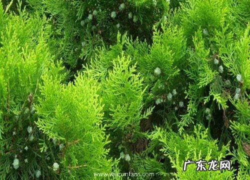 侧柏施肥用什么肥料 在什么时候施肥最好