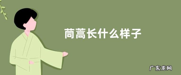 茼蒿长什么样子