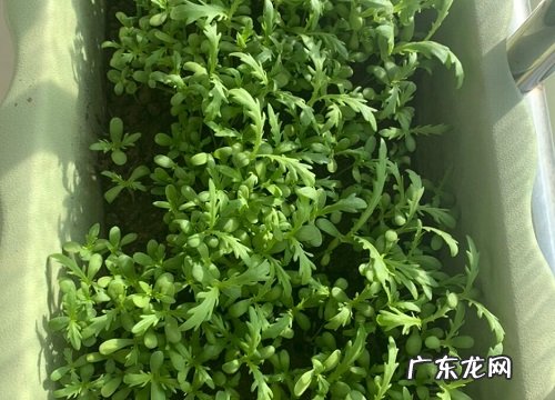 茼蒿长什么样子