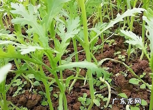 茼蒿长什么样子