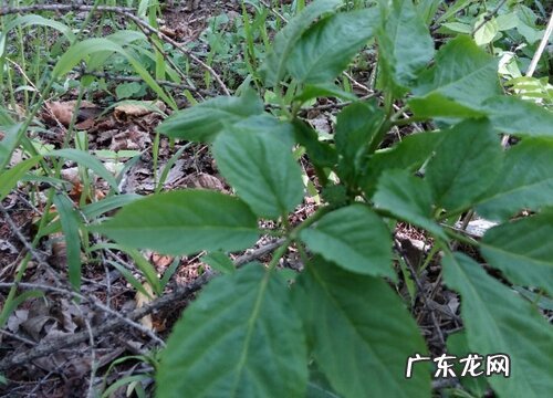 西洋参生长在什么地方