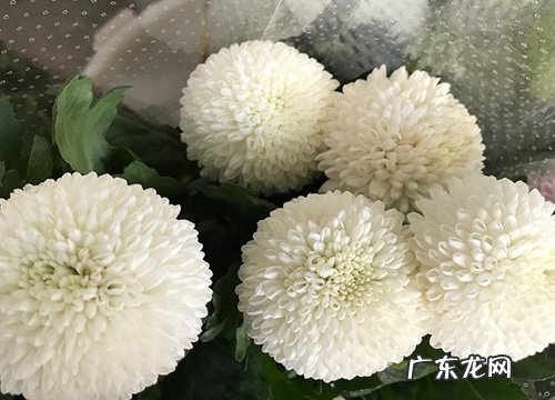 乒乓菊四季开花吗