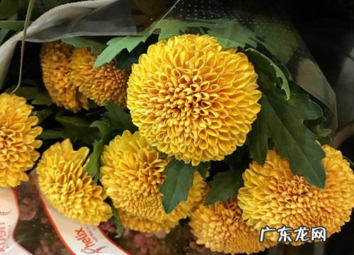 乒乓菊四季开花吗
