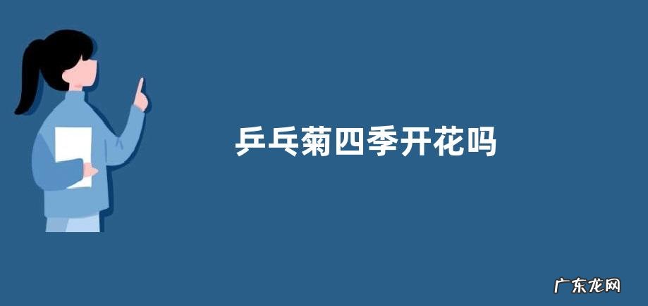 乒乓菊四季开花吗