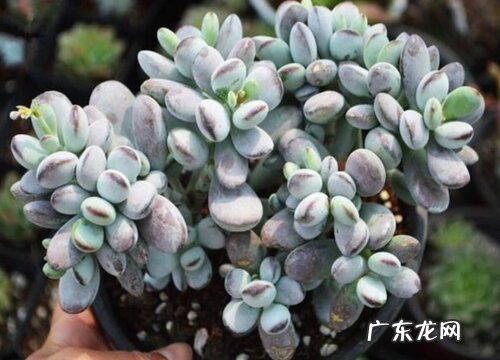 乒乓福娘配土方法与种植土壤