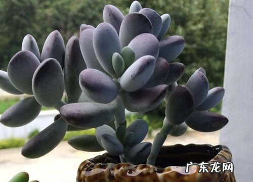 乒乓福娘配土方法与种植土壤