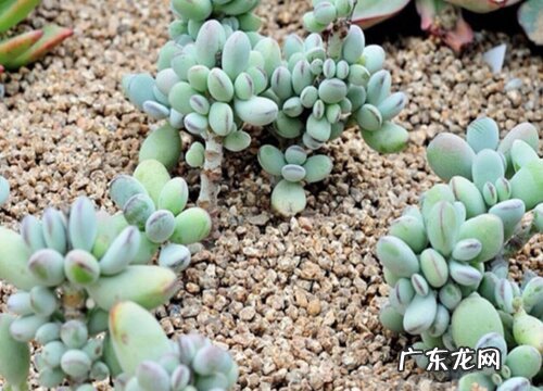 乒乓福娘配土方法与种植土壤