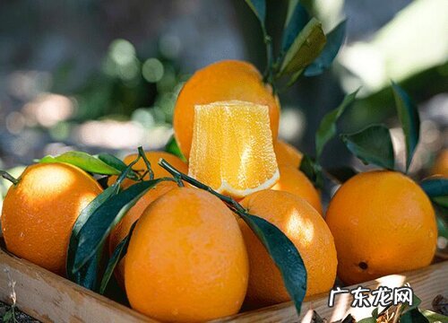 橙是凉性还是热性食物