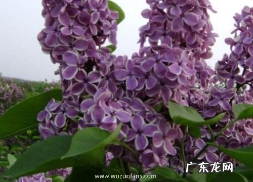 丁香花四季开花吗
