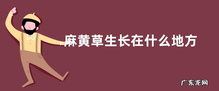 麻黄草生长在什么地方