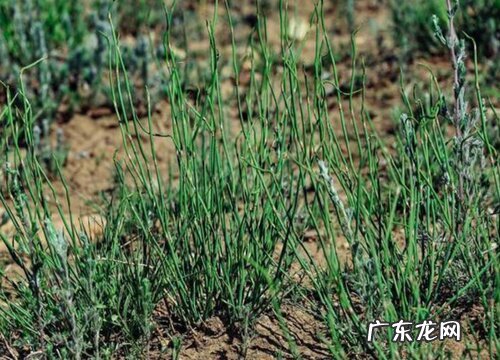 麻黄草生长在什么地方