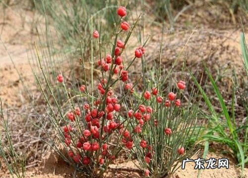 麻黄草生长在什么地方