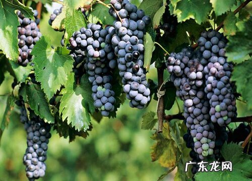 葡萄生长在什么地方